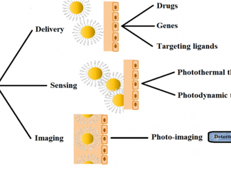 Tailored Gold Nanoparticles for Cancer Imaging and Therapy